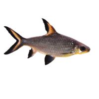 Imagem do produto Peixe Bala